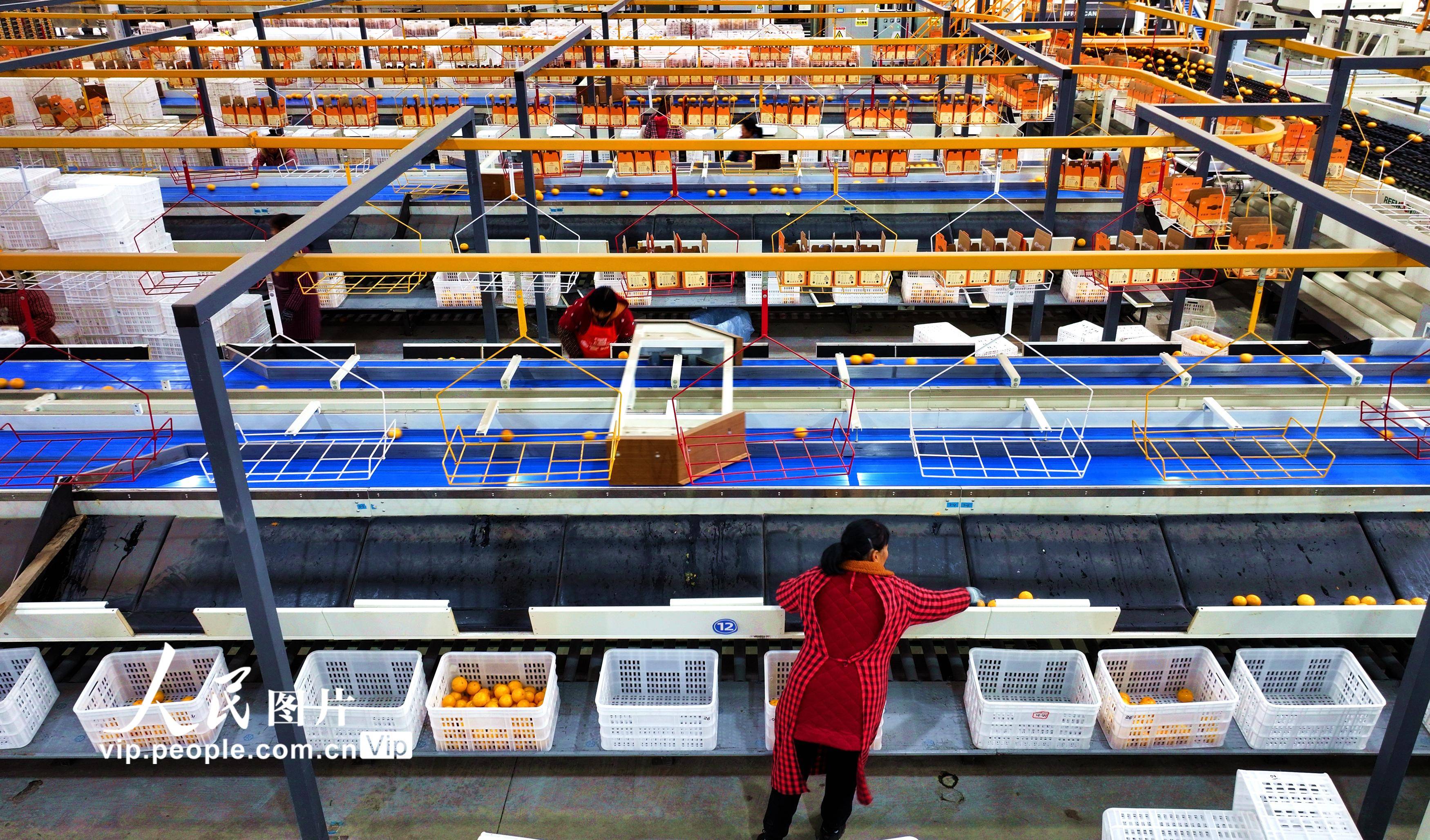 2024年3月2日,在四川省眉山市仁寿县水果智能分拣车间,工作人员正在分