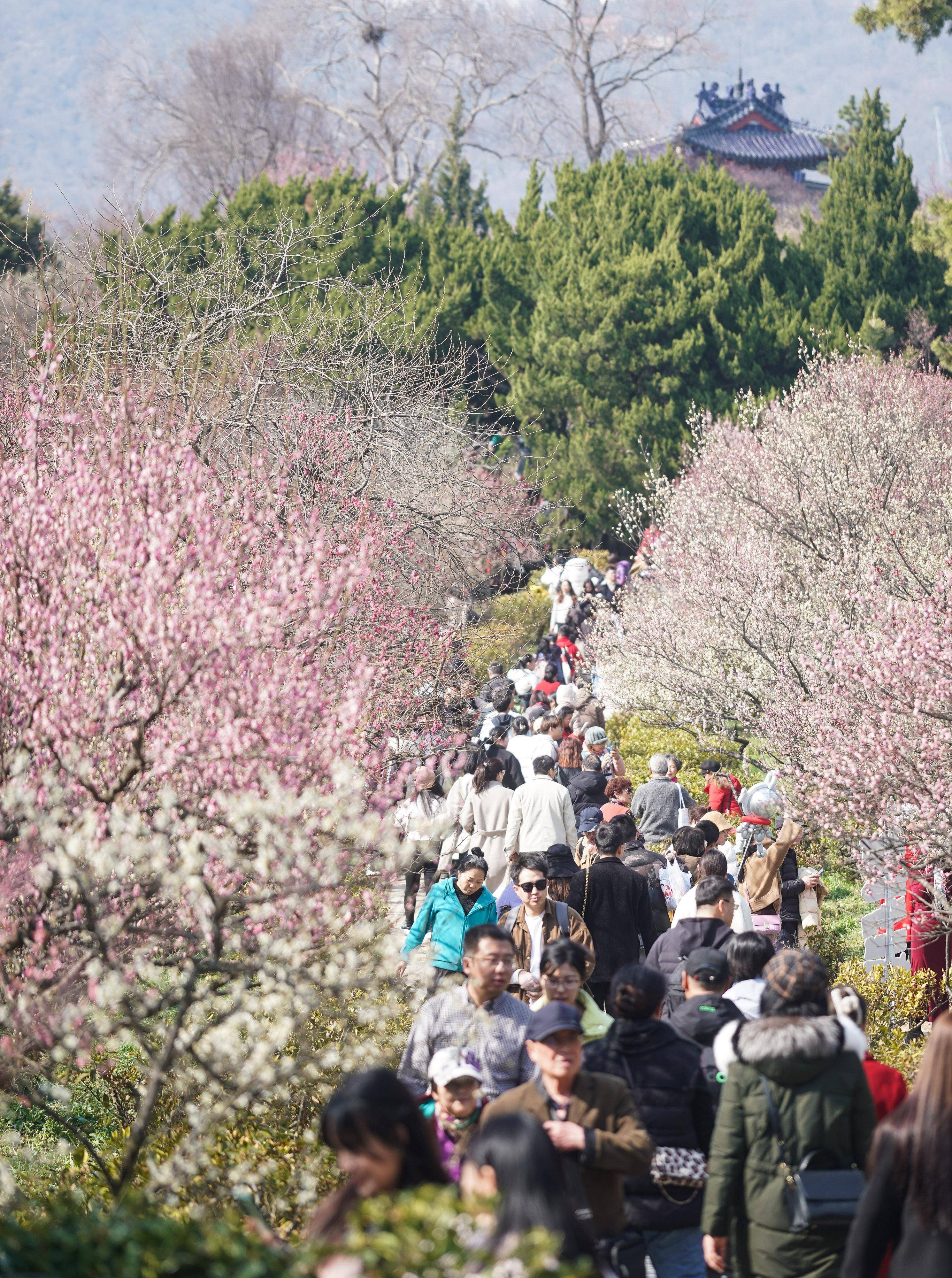 江苏南京:梅花山上花烂漫