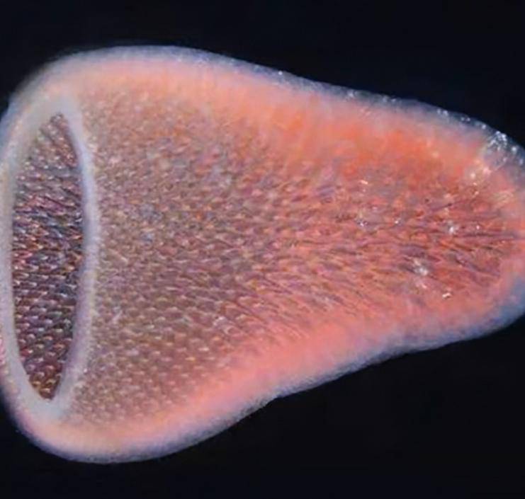 最梦幻的海底生物——火体虫_海洋_基因_生活