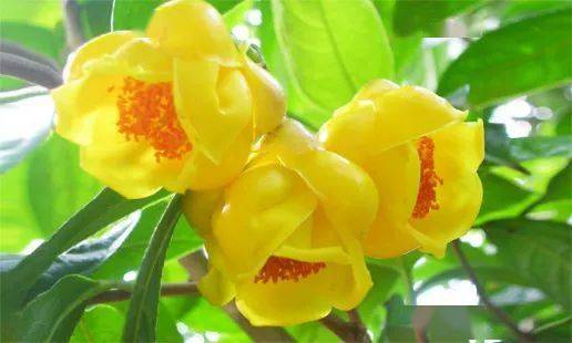 与银杉,桫椤,珙桐等珍贵"植物活化石"齐名被誉为"植物界大熊猫","茶族