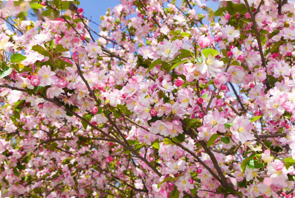 "恐怕连海棠都没想到,自己来人世一遭,竟要承担这样的重任.