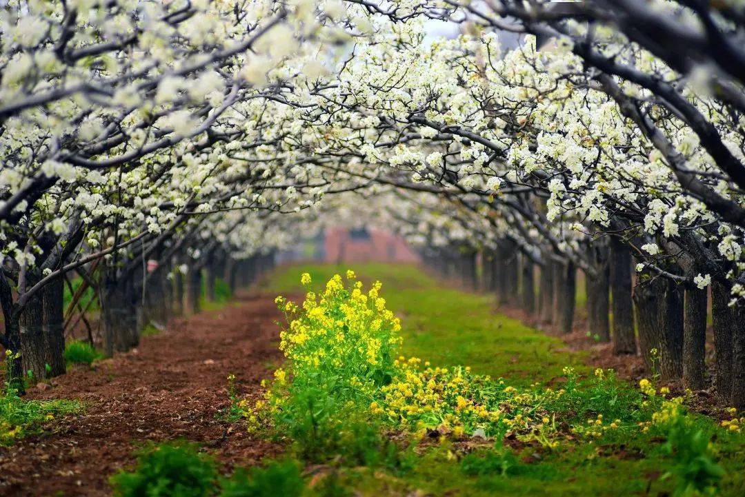 免费开放洛阳这些绝美花海快去打卡