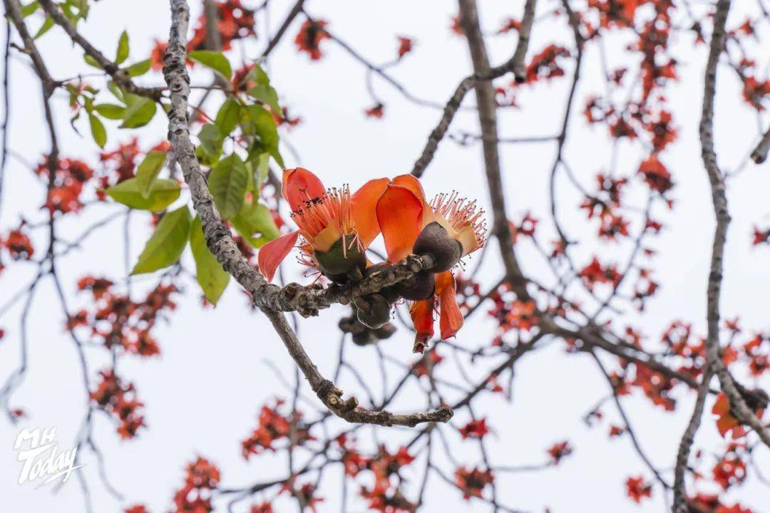 而这,也正是木棉花花语