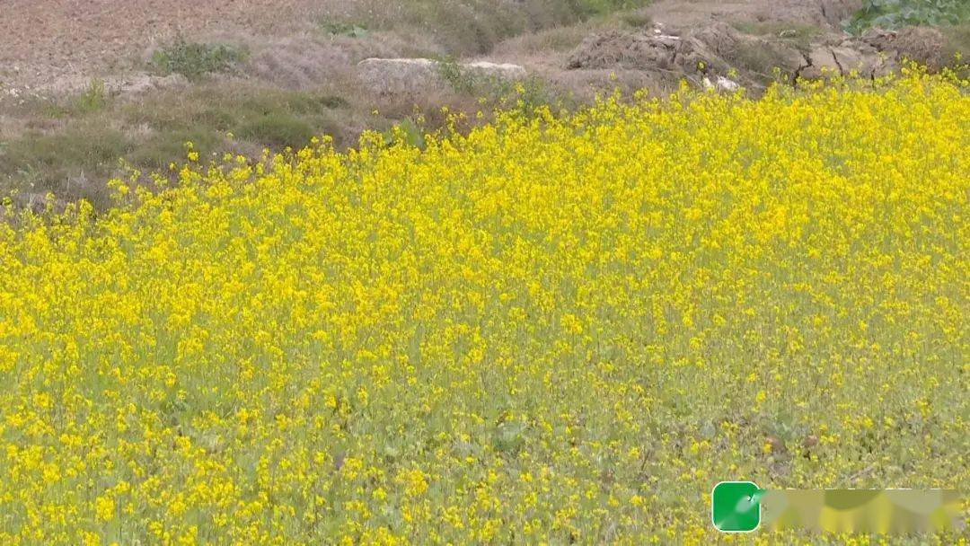 冬种油菜不"闲"田 遍地花开好"丰"景_芥菜_丰顺_种植