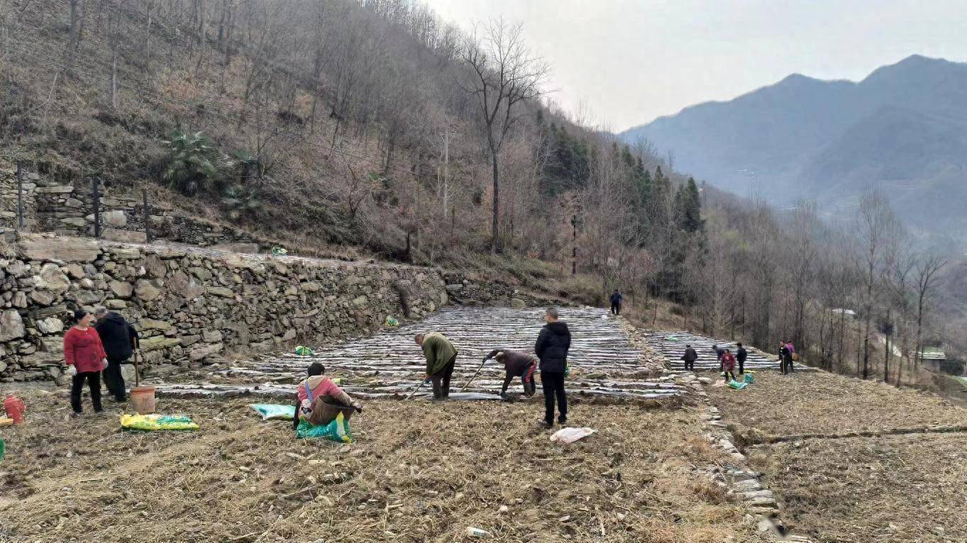 白河县冷水镇:乡贤显担当 春耕生产忙_种植_收入_能人