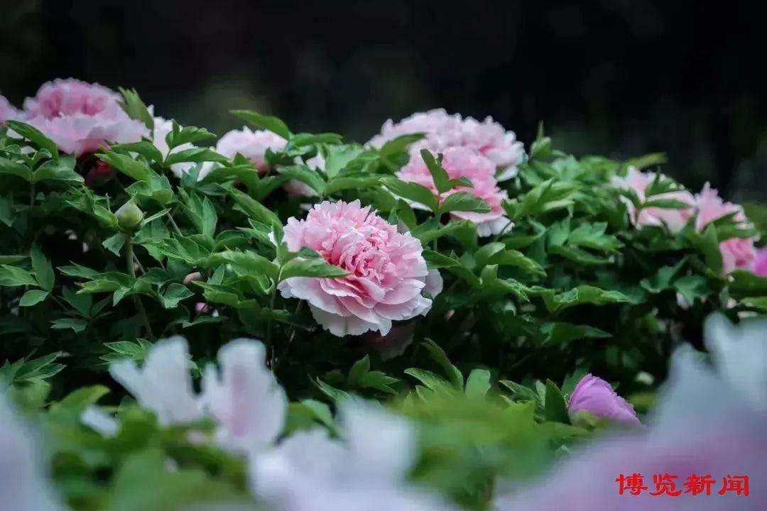 推荐赏花去处:淄博人民公园,淄川区聊斋城牡丹园,博山区人民公园,九鼎