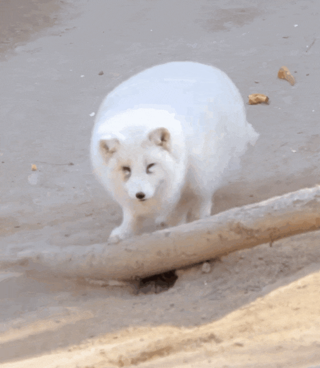 动物园小动物集体胖成罐罐网友爆笑听说是爷爷奶奶养大的呢