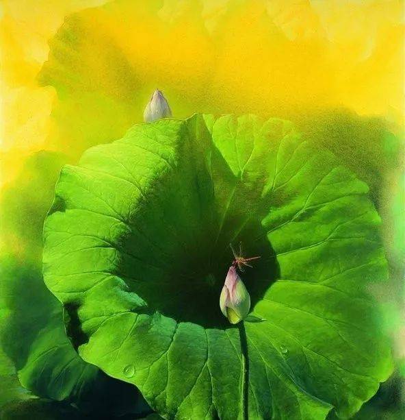 美人_荷叶_芙蓉