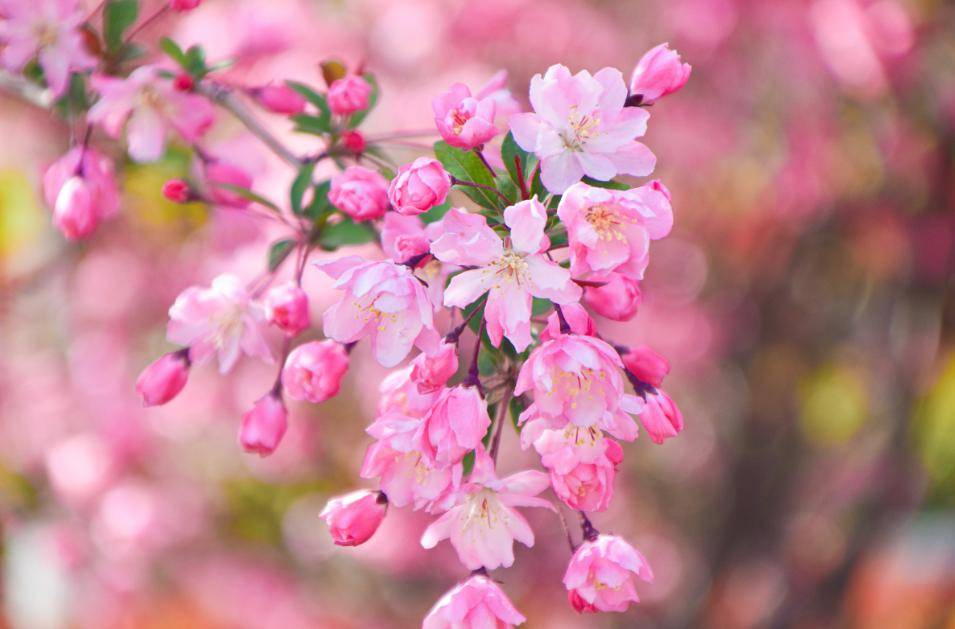 "恐怕连海棠都没想到,自己来人世一遭,竟要承担这样的重任.