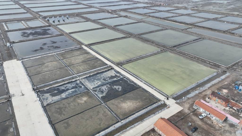 青岛最后千亩盐田踏上转型路承载一甲子记忆古法制盐年产7000吨