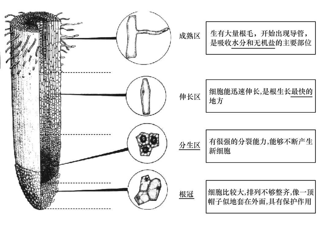 根尖的结构和功能05菜豆和玉米种子的结构04草履虫的结构03动植物细胞