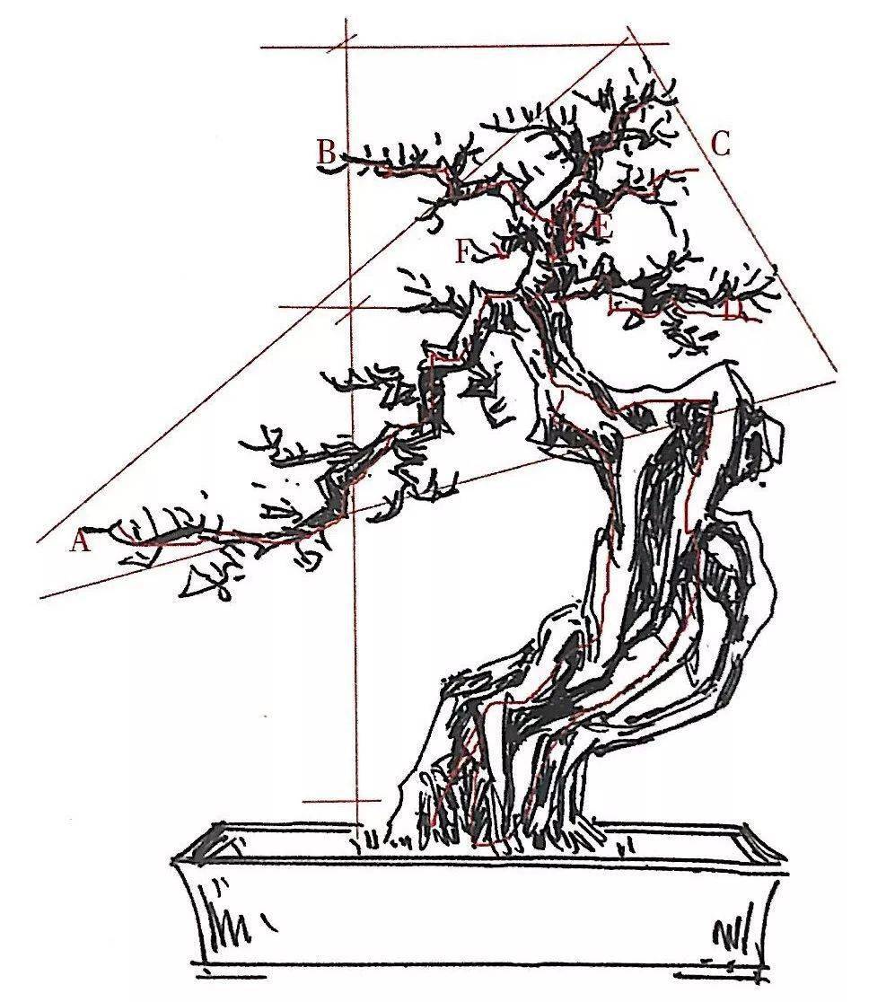 盆景一飘二拖三顶图解图片