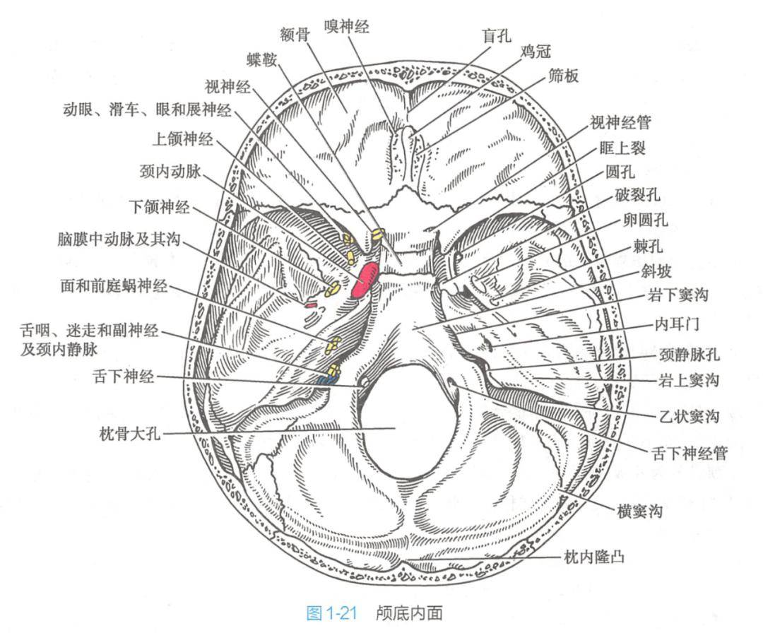 手术就必将涉及到颅中窝,这里容纳颞叶,神经血管穿行复杂,贸然手