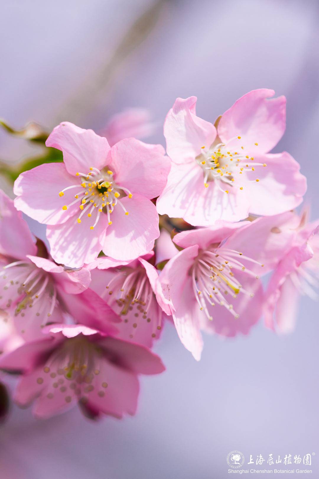 辰山绝美樱花本周末起进入最佳观赏期