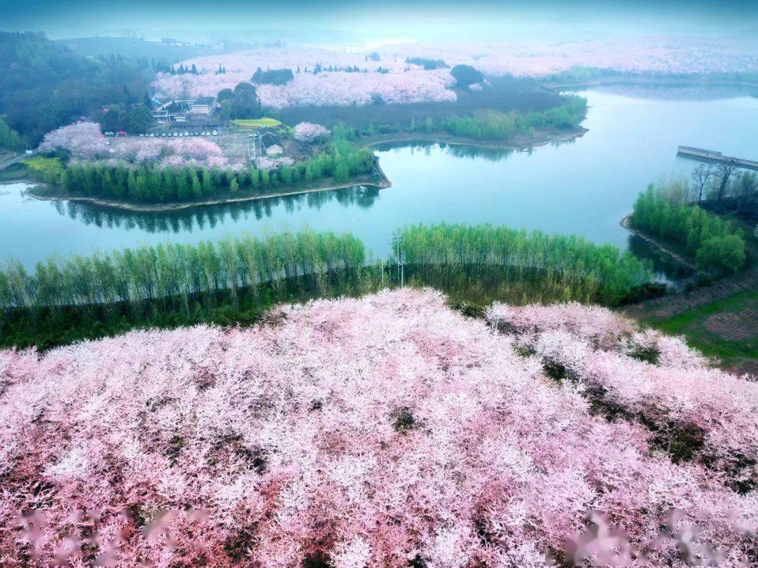 全球最大樱花基地竟在中国比日本绝美高铁20分钟直达即将花开成海居然