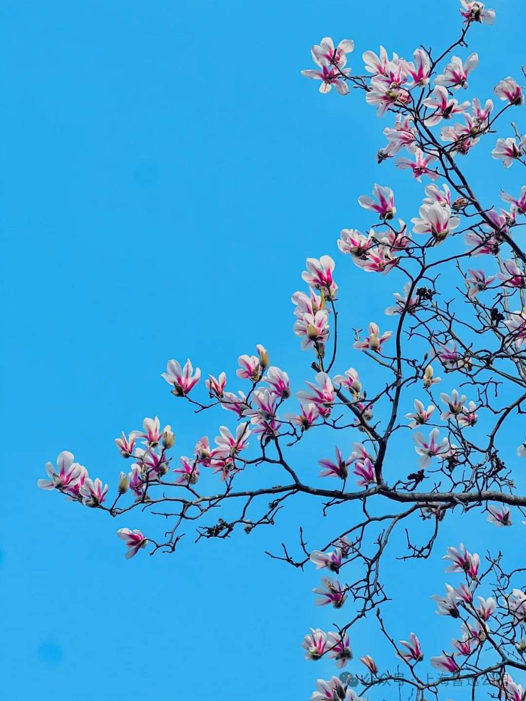 阳光明媚的春天来虹口晒太阳才是正经事