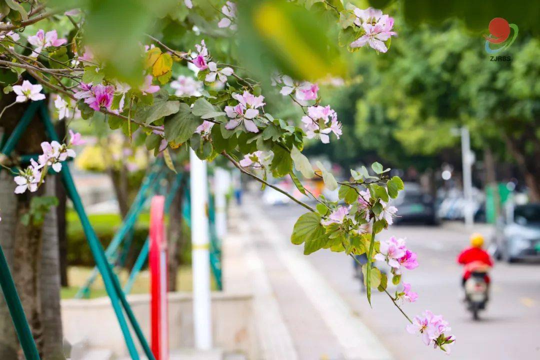 安排湛江限定版春日赏花地图来了