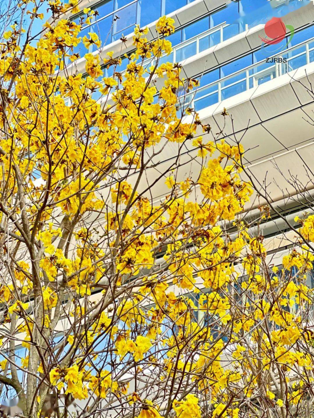 安排湛江限定版春日赏花地图来了