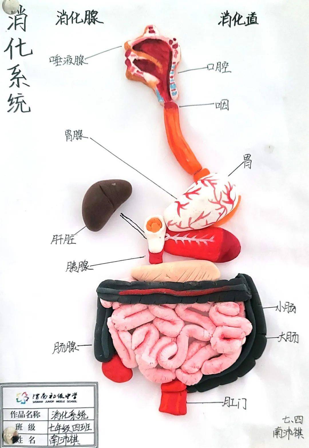 制作小肠壁结构模型图片