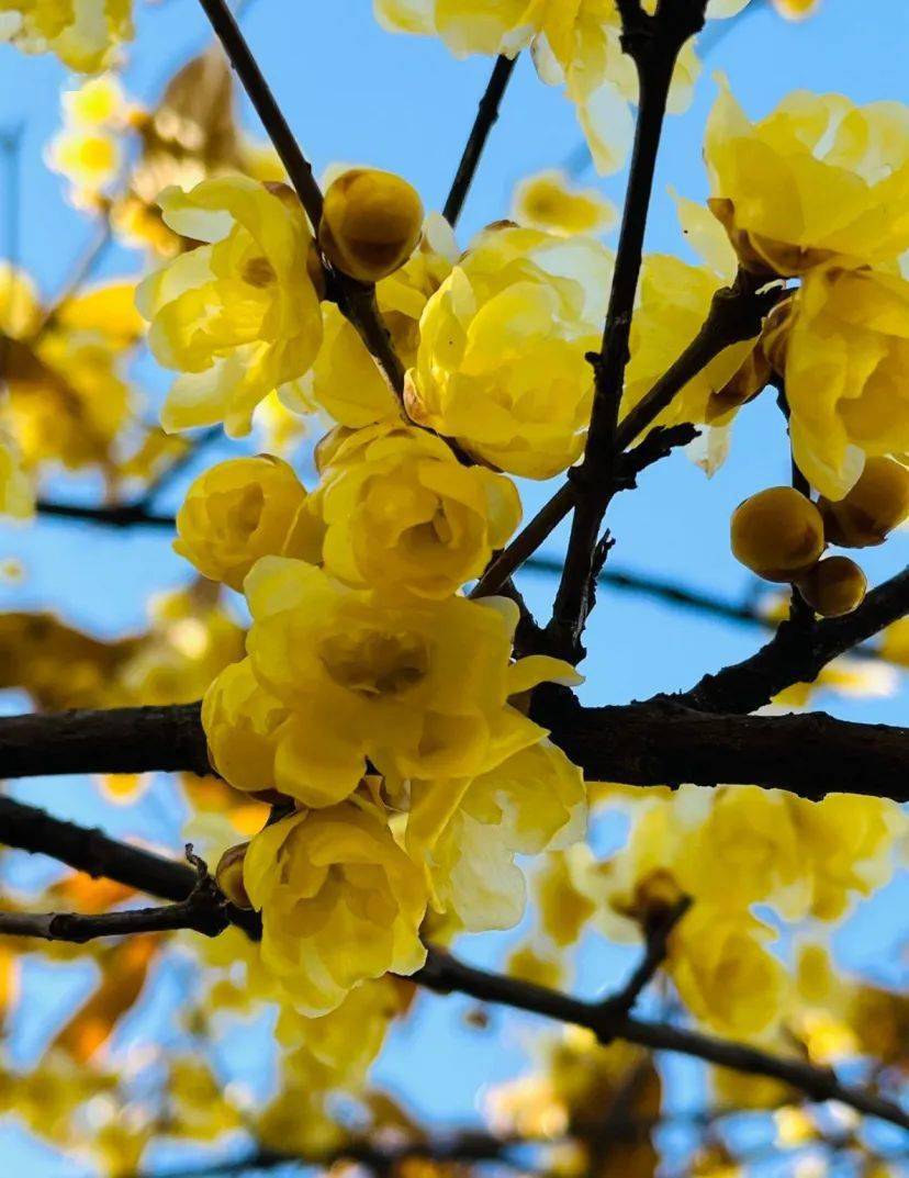 荣登全国第二带你解锁宜春的花花世界