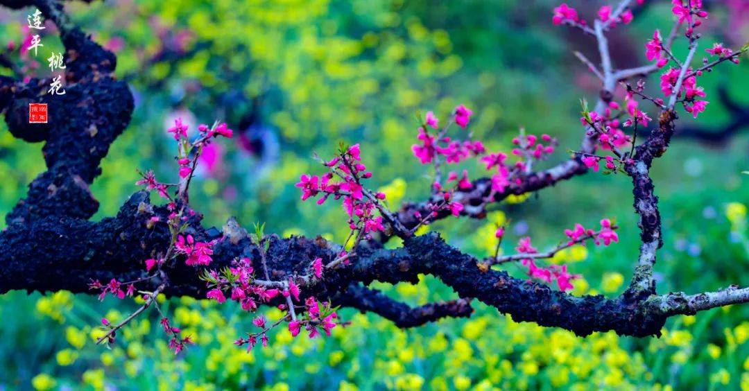 赏漫山油菜花海!_河源_客家_漫山遍野