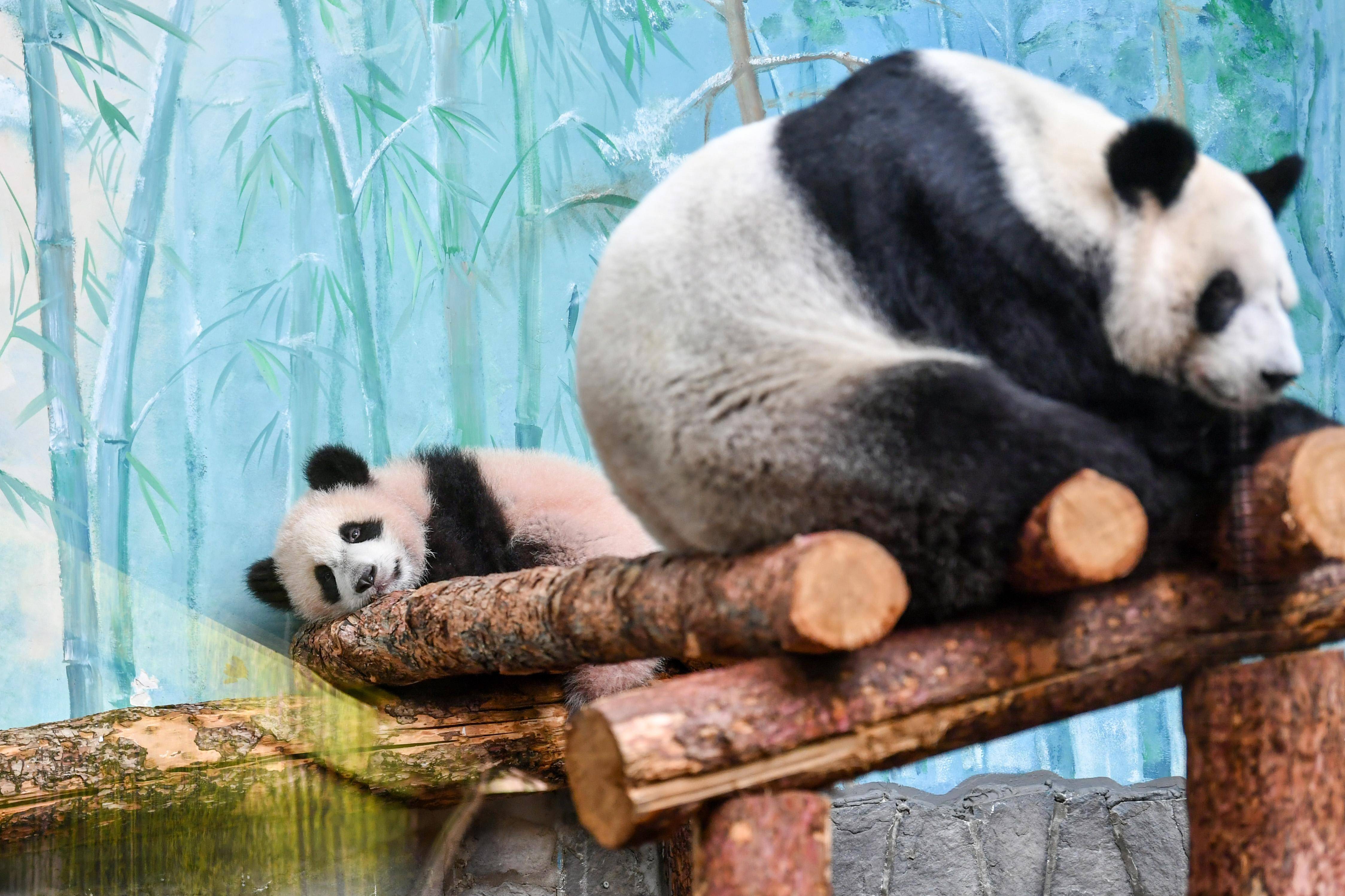 外国熊猫vs中国熊猫图片