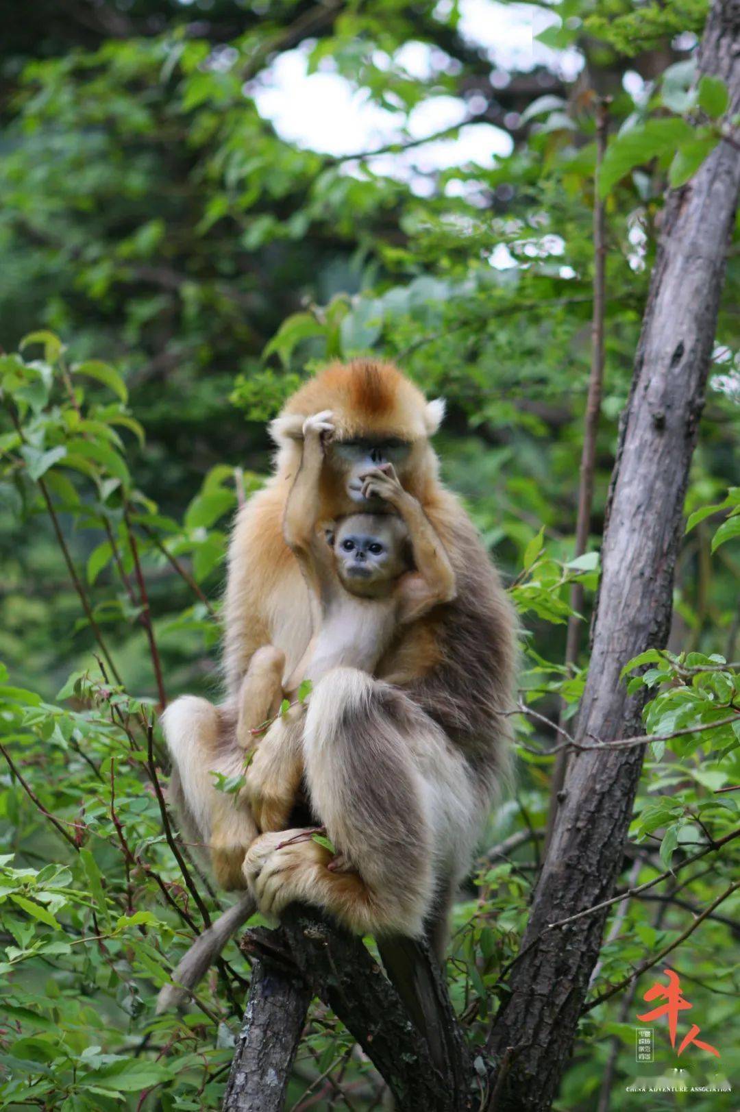 牛人姜勇追逐金丝猴探秘野人二十多年专注拍摄神农架