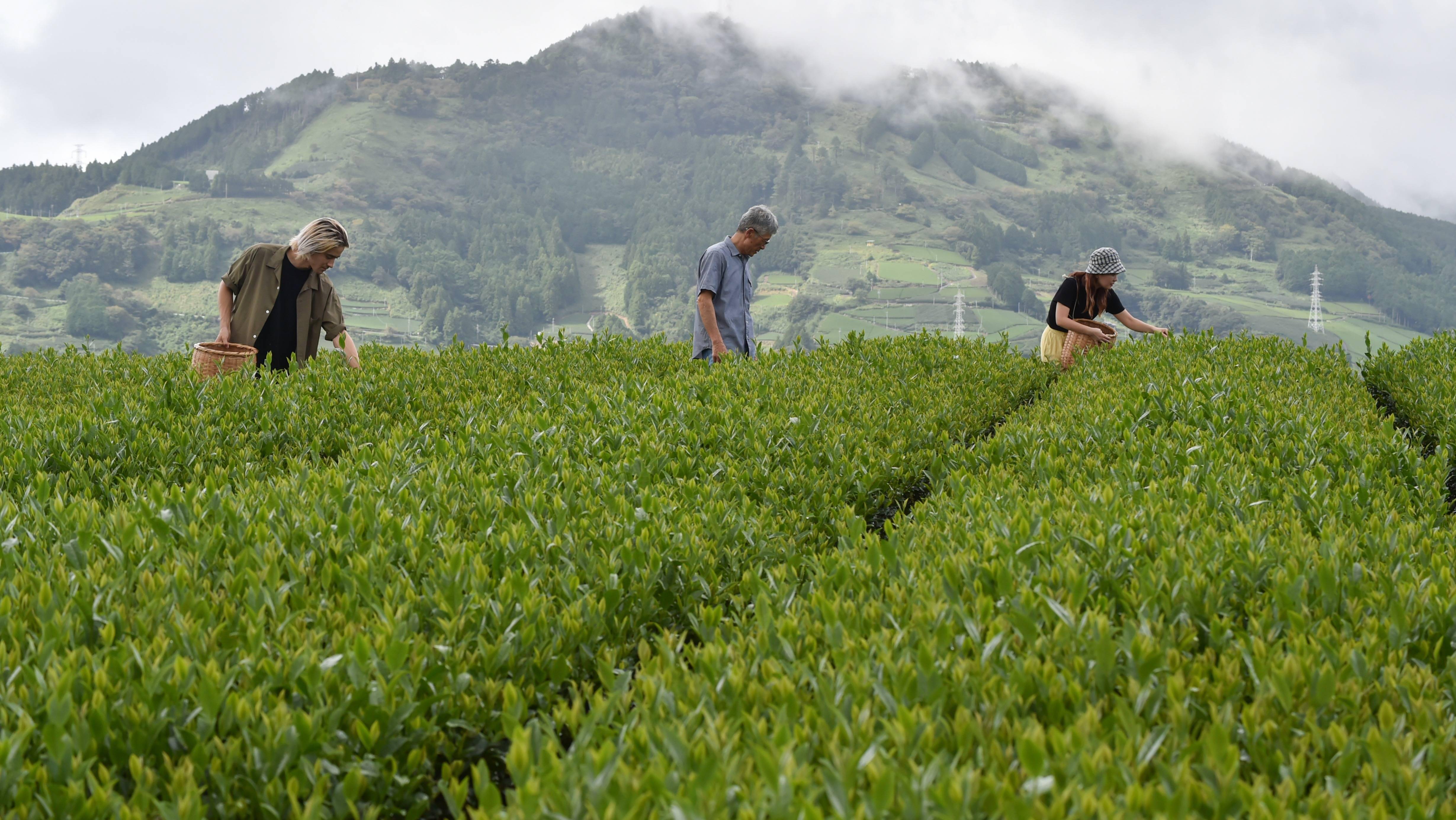 东印度公司和茶叶