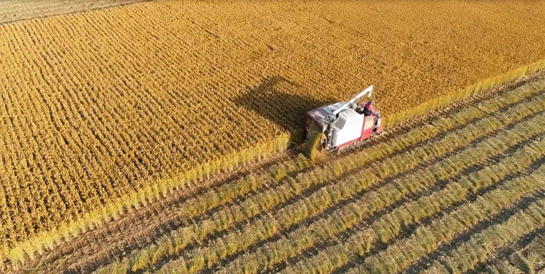 鱼台大米的优质奥秘_水稻_品种_育种