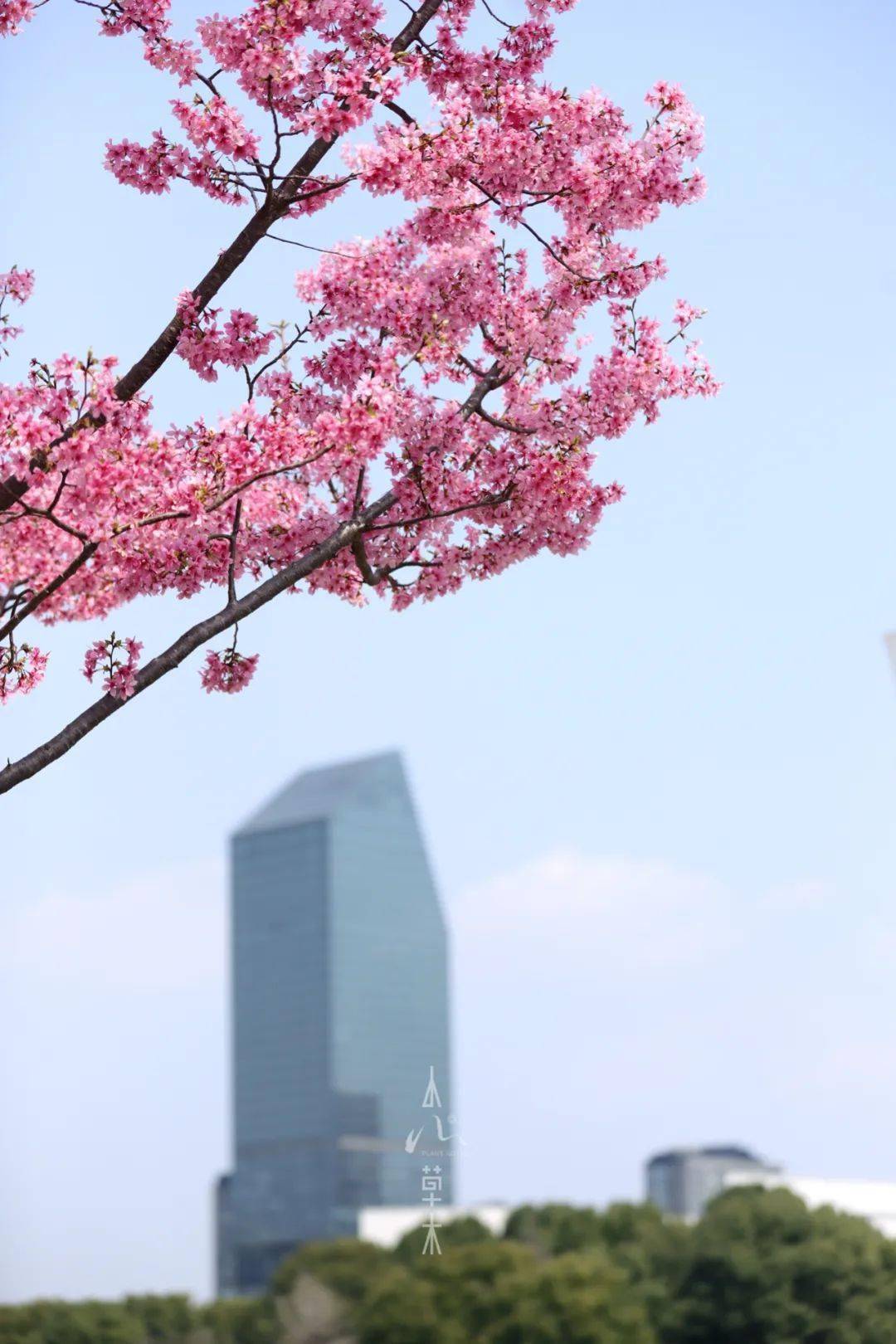 宁波鄞州政府广场女神花应时盛大绽放花下都是拍照丽人