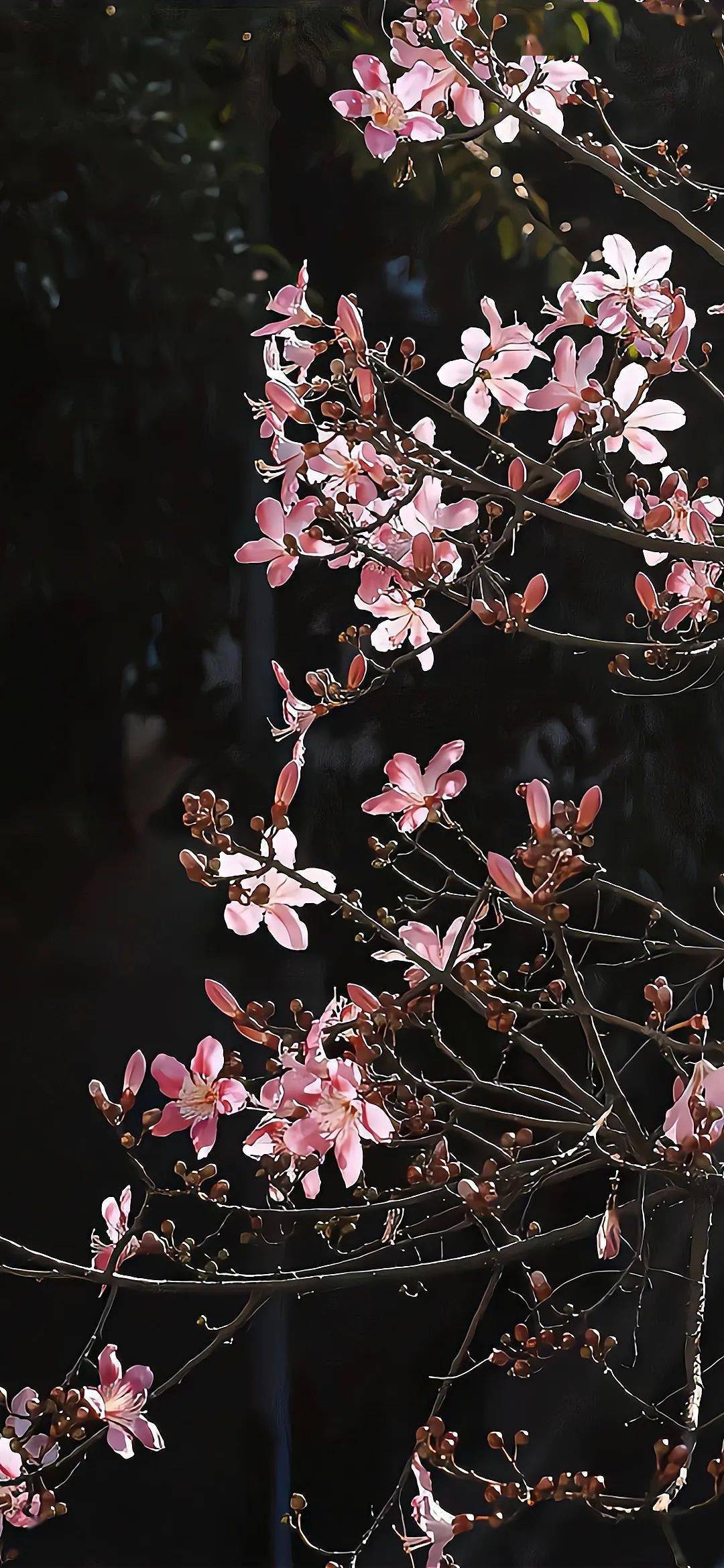 壁纸| 一看就想换的锁屏壁纸