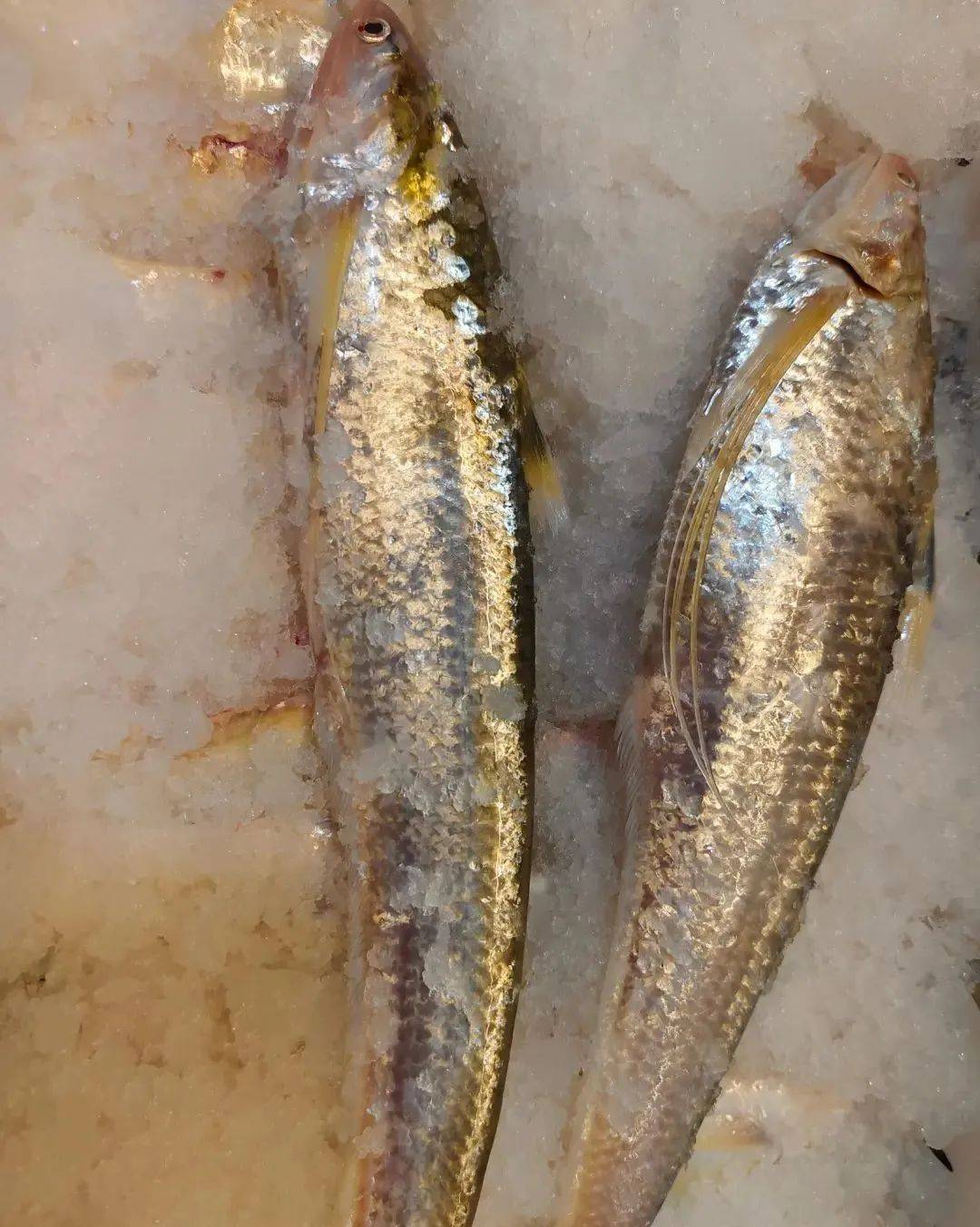 海刀鱼上市江阴城中菜场某水产行老板娘指着刚从箱子里取出的新鲜