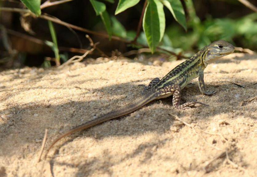 了国家二级保护野生动物蜡皮蜥,这是该物种在珠海市的第一次正式记录