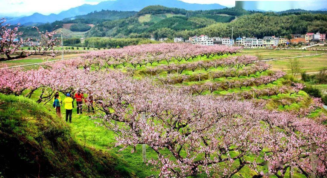 旅游走来去永安这些地方赏花去