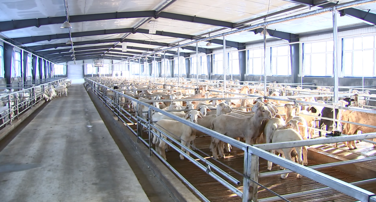 桦南畜牧产业领头羊为乡村振兴蓄势赋能