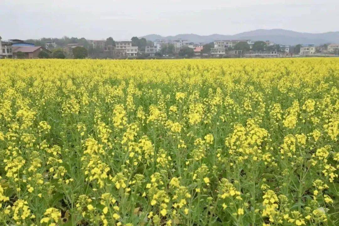 油菜花_位置_门票