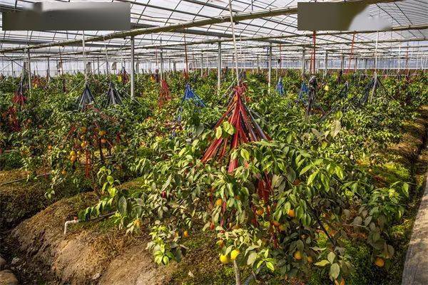 中国乡村游 | 从远方而来,赴一场魔都之约_上海_线路_生态