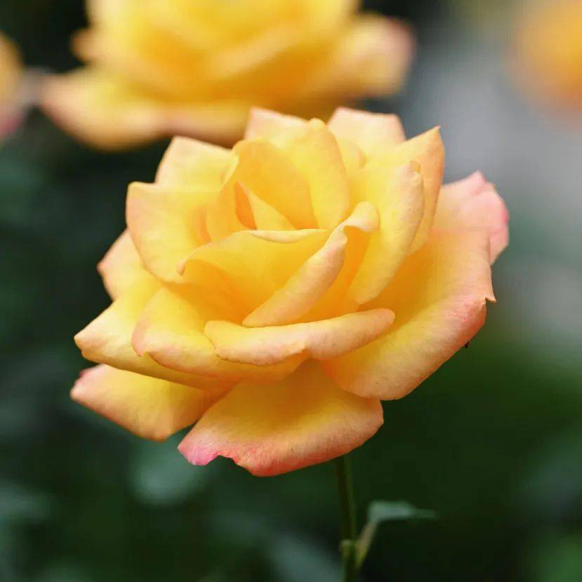 五园联动,2024深圳月季赏浪漫开启,去看春天→_人民公园_游客_花园