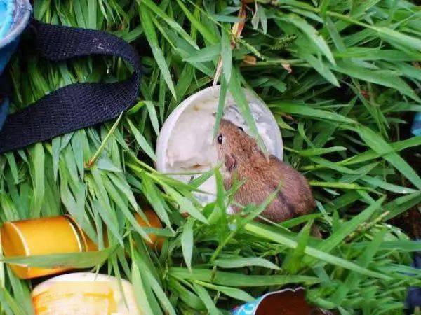 房前的荷塘里钓鱼,闻到荷之清香,永远记住的是母亲的爱_荷花_莲蓬