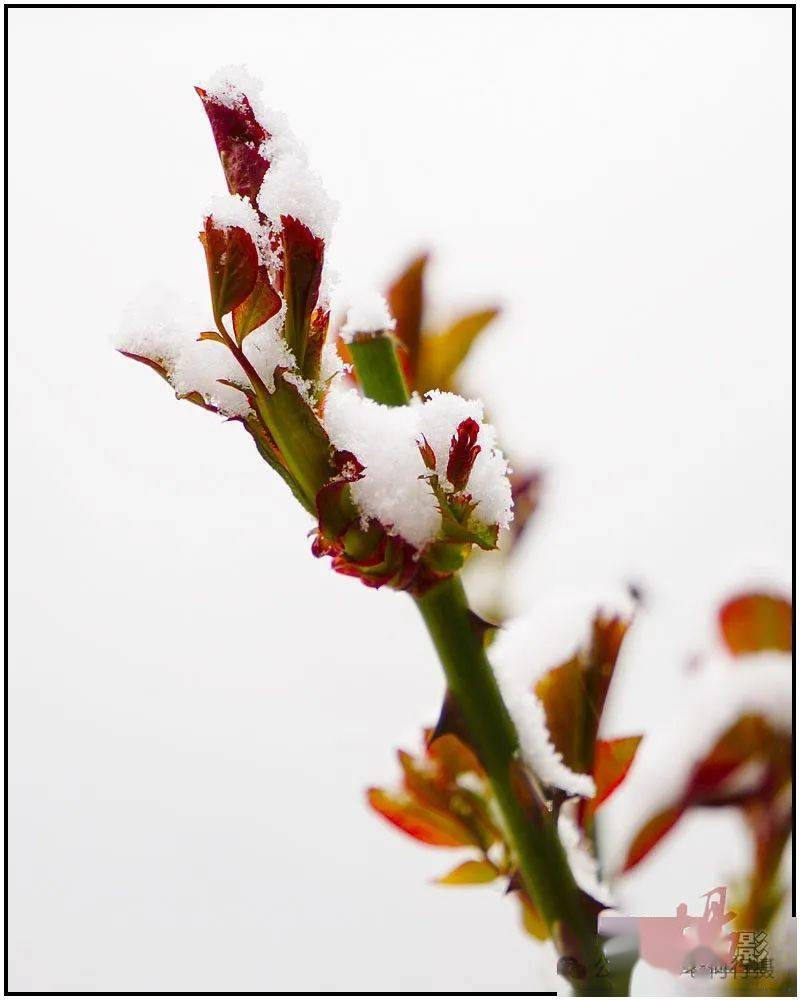 【图集】雪打春花花更艳,花映春雪更晶莹