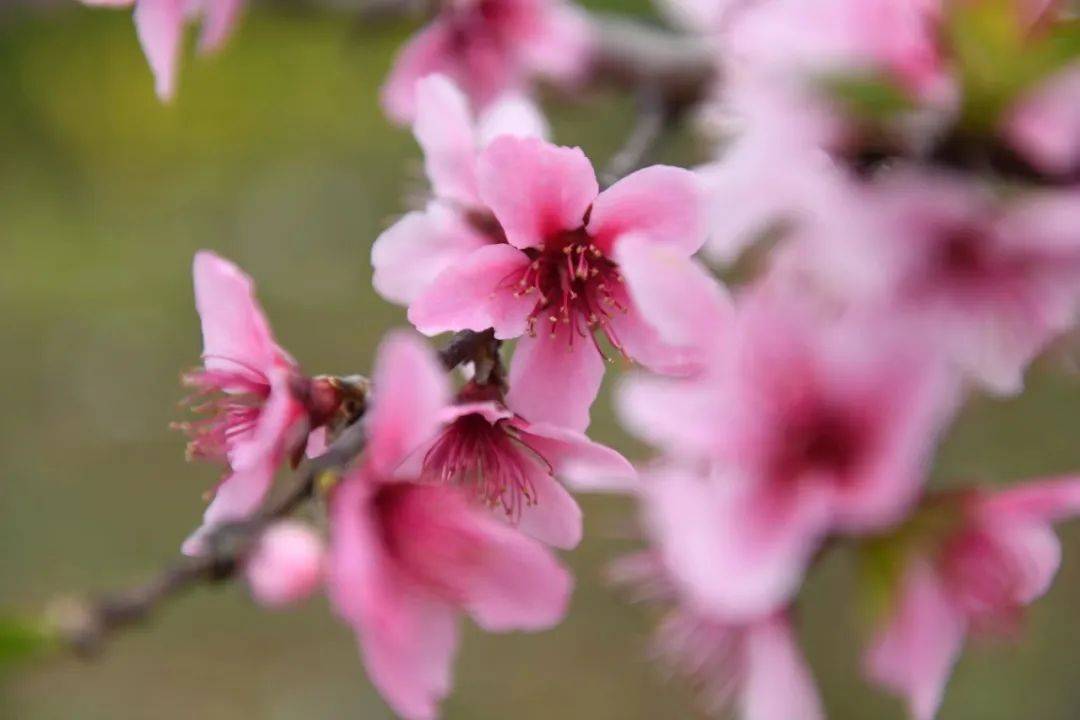 快去拍三台这几片花海美爆了油菜花樱花桃花有福利