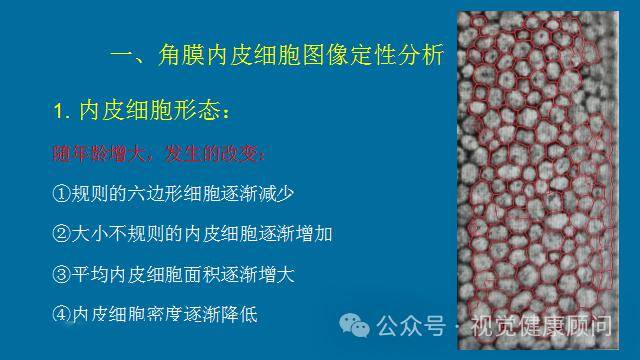 接触镜相关设备——角膜内皮显微镜(文末可免费领取完整版ppt)