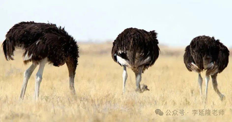 一天一词day2655shirk逃避推卸