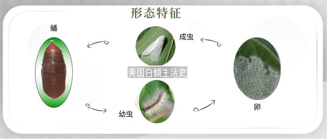 乐亭县被列入白蛾疫区