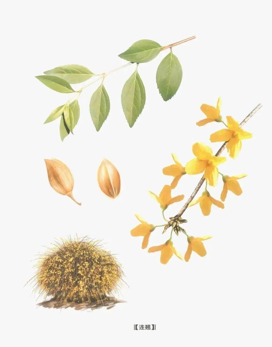 连翘:我非迎春,春由我迎_岐伯_功效_中药材