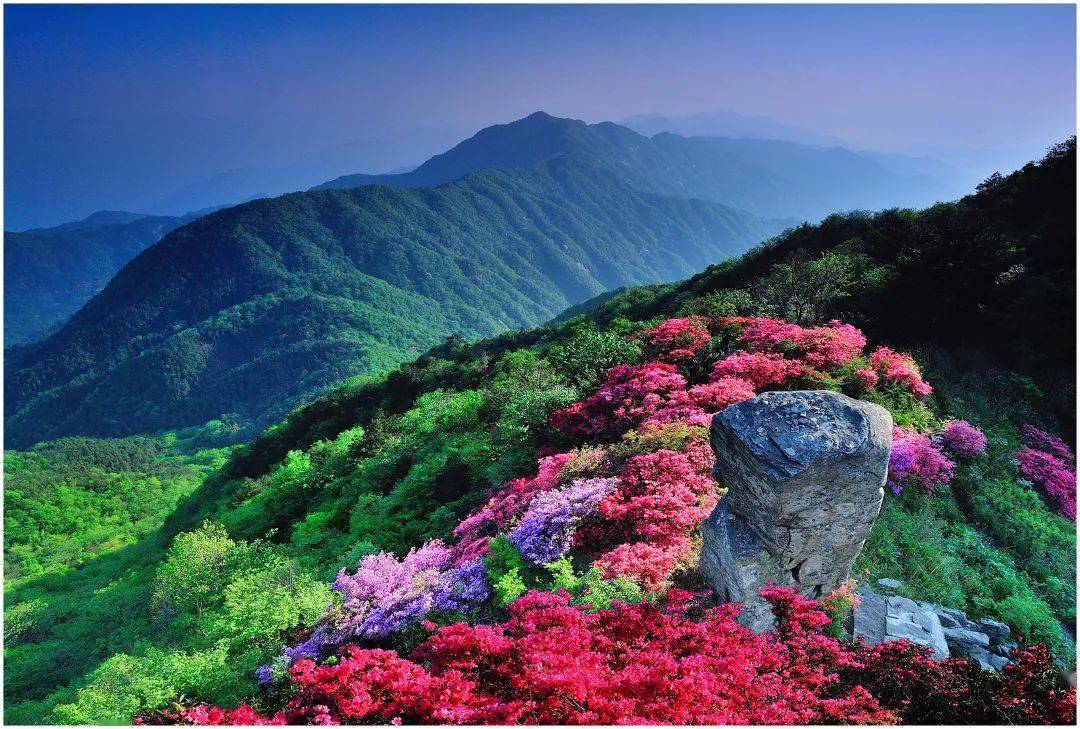 千娇赏花地图龟峰山门票 | 110元地址 | 麻城龟峰山景区天马寨门票