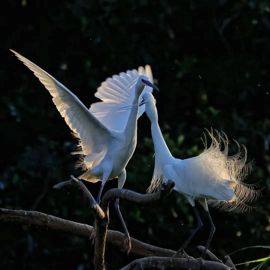 绿色越秀丨三月的浪漫,是月季给的!这里的白鹭也在"扮靓"→_流花湖公