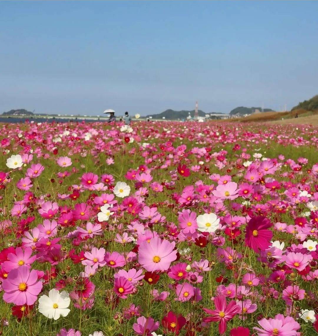 格桑花田瑰丽诗篇