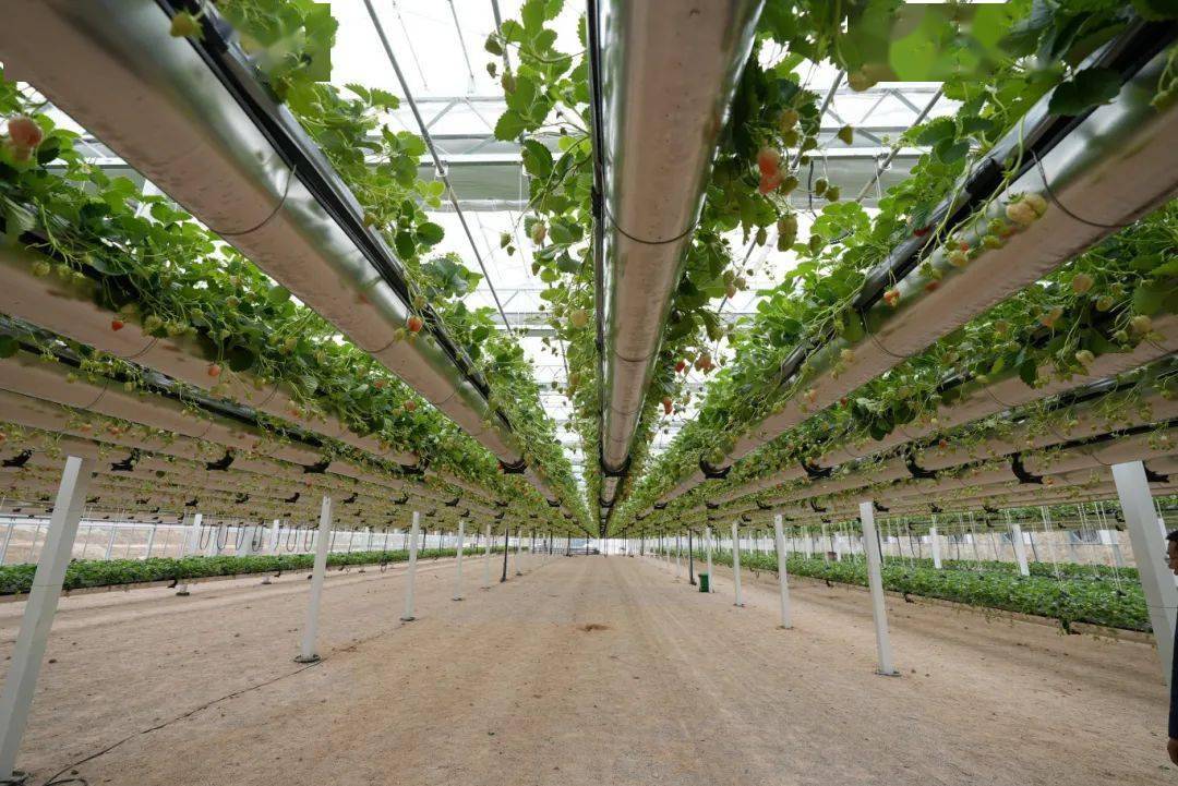 草莓,居然种到空中去了?_种植_当阳_栽培