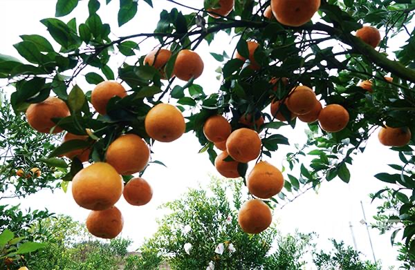 游仙太仙啦09送福利